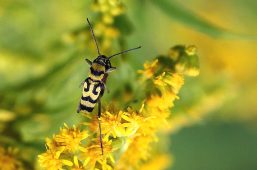 Chlorophorus varius